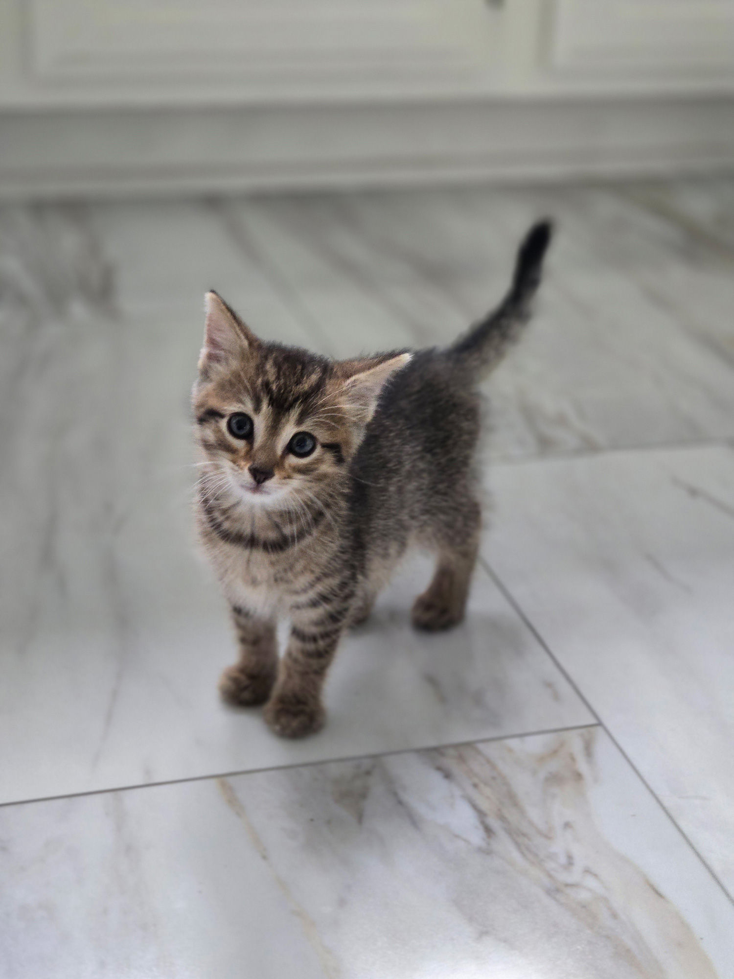 Sweet tabby kitten standing on marble looking luxury vinyl tile from Yoder and Company Floors.