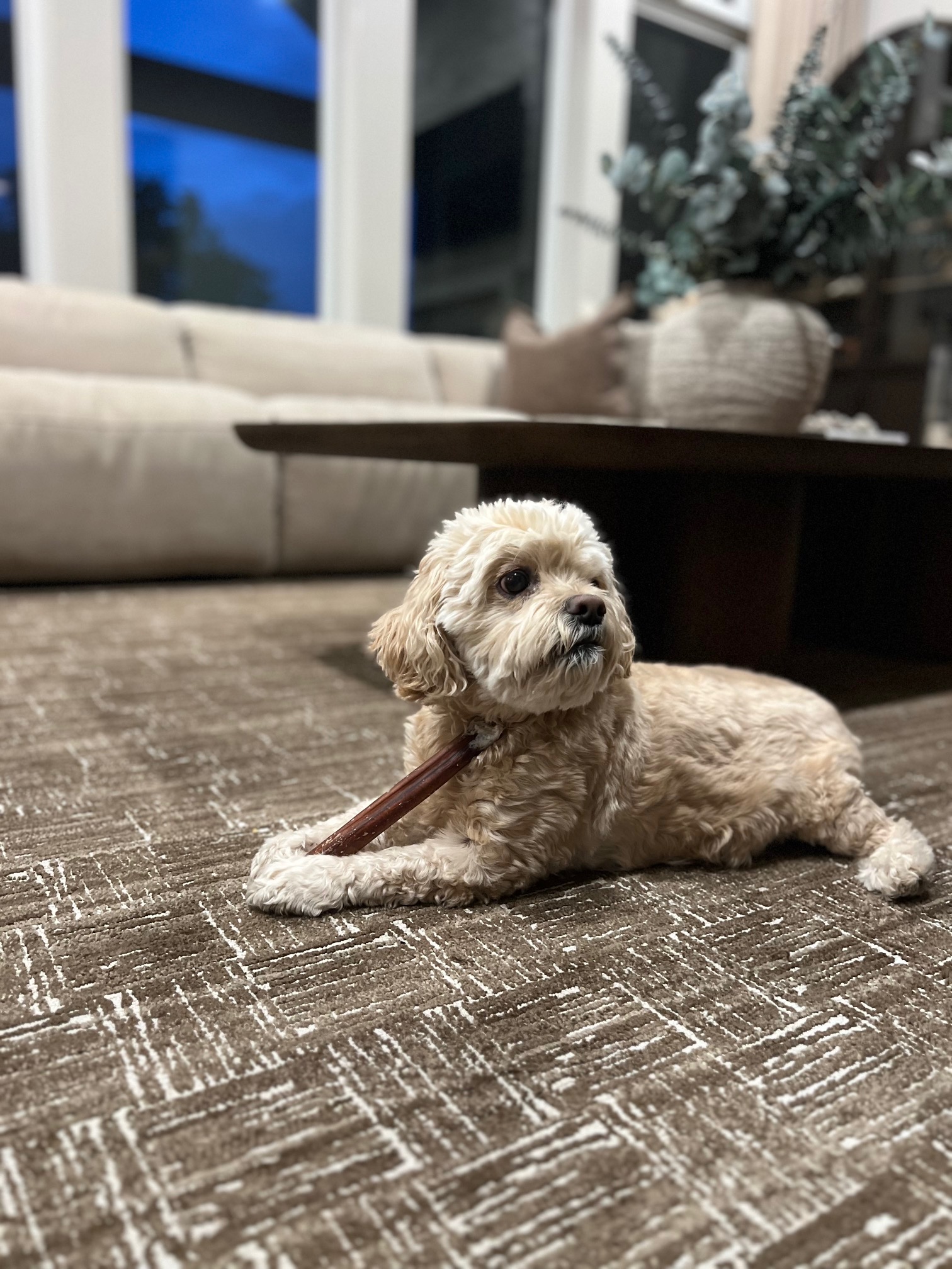 Small dog lying on an area rug from Yoder and Company Floors chewing on a bone.