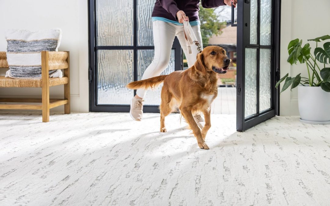 What to Look for in Pet-Friendly Carpet