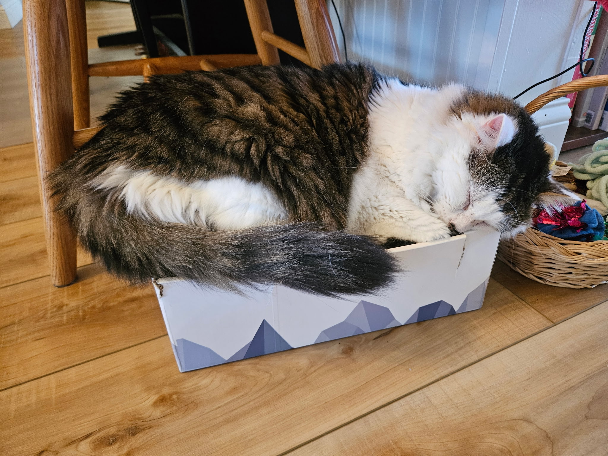 Conrads Cat Tabby cat sleeping in a box on scratch-resistant LVP flooring by Yoder & Co. Floors in Columbus, Ohio.